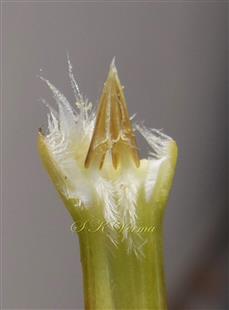  Apex of corolla tube with stamens and scales